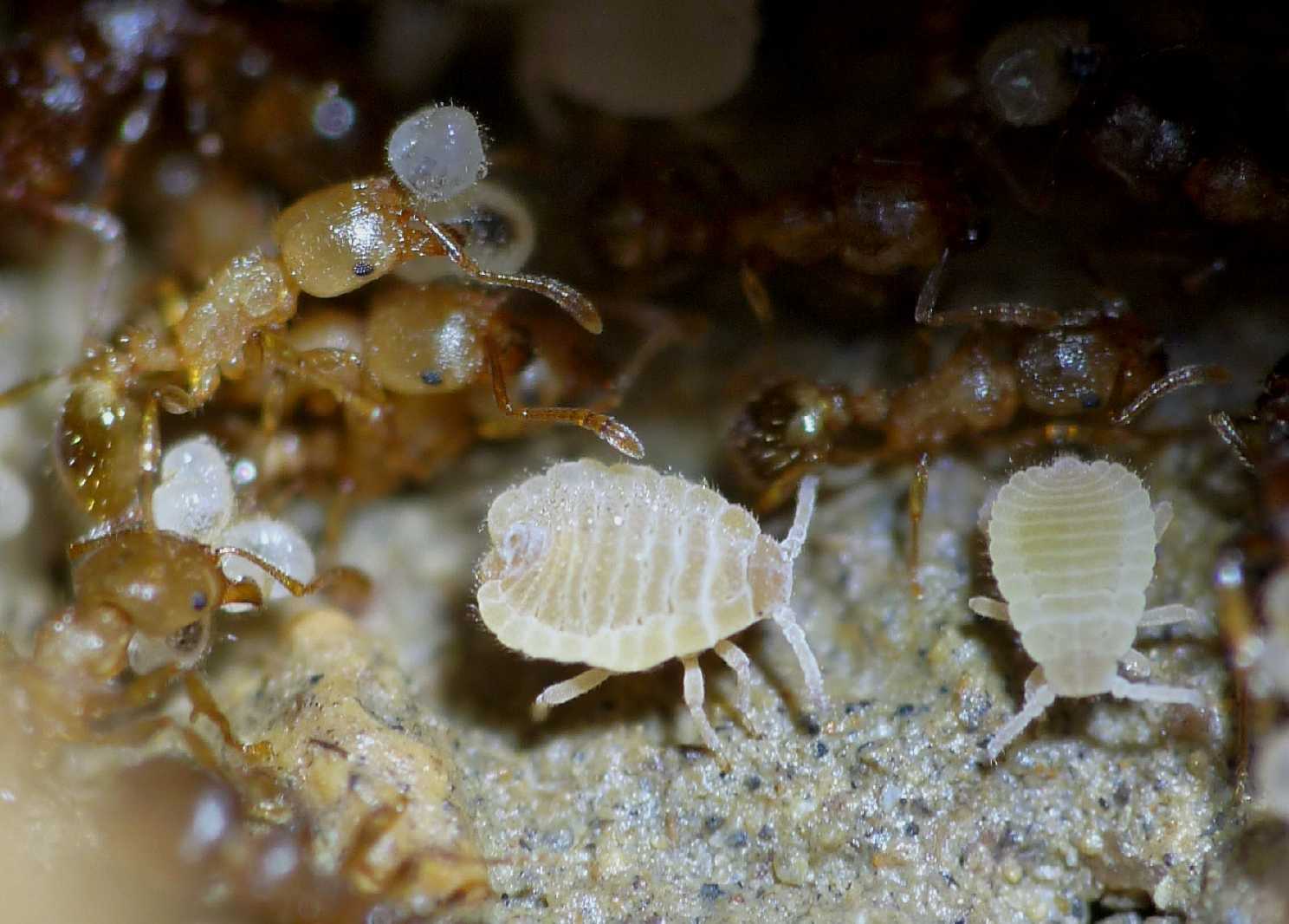 Aphididae ospiti delle formiche Pheidole pallidula: Geoica cfr pellucida